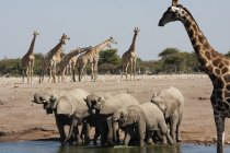 Elefanten und Giraffen trinken am Wasserloch, Namibia — Stockfoto