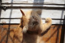 Вид зверху чарівного домашнього імбирного кота, що лежить на дерев'яній підлозі — стокове фото