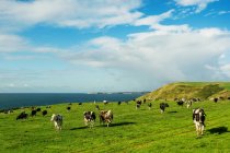 Scenic view of cows in a field, Manorbier, Wales, UK — Stock Photo