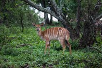 Portrait of Beautiful Nyala standing in wilderness and looking at camera, South Africa, Gauteng Province, Tshwane, Swaeltjie, Pretoria — Stock Photo