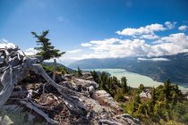 Verwitterter toter Baum auf alpiner Aussichtsplattform mit Blick auf howe sound, britische Columbia, Kanada — Stockfoto