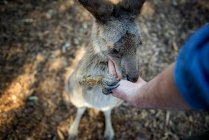 Mano maschile che alimenta un canguro, Australia — Foto stock