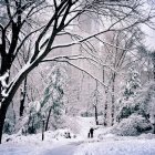 Visão traseira do homem andando seu cão na neve, EUA, Nova York, Central Park — Fotografia de Stock