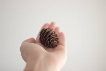 Cropped image of female hand holding a pine cone against white background — Stock Photo