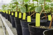 Primer plano de las plantas en maceta en invernadero - foto de stock