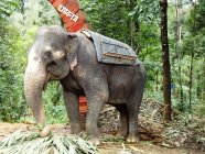 Vista de Tamed Elephant in Índia, Kerala, Munnar — Fotografia de Stock