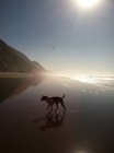 Живописный вид собаки на пляже во время восхода солнца — стоковое фото