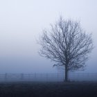 Bella vista panoramica della nebbia mattutina — Foto stock