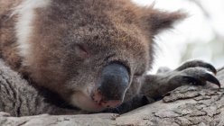 Gros plan de l'ours Koala endormi assis sur une branche d'arbre — Photo de stock