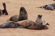 Печати, лежащие на песчаном пляже в Намибии — стоковое фото
