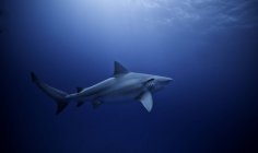Вид сбоку на акулу-быка, плавающую в синем море — стоковое фото