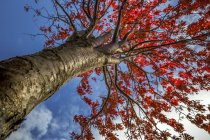 Низкий угол обзора деревьев осенью — стоковое фото