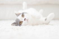 Playful cute fluffy cat lying on the carpet — Stock Photo