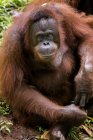 Close-up portrait of Big Brown Orangutan sitting on green grass — Stock Photo