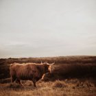 Vista laterale della mucca da Highlander domestica nei Paesi Bassi, Scheveningen — Foto stock