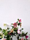 Fleurs fraîches floraison contre mur blanc — Photo de stock