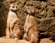 Ritratto ravvicinato di simpatici suricati africani — Foto stock