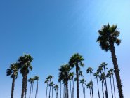 Vue à angle bas des palmiers sous le ciel bleu — Photo de stock