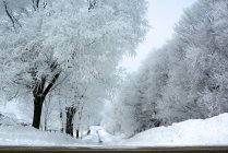 Живописный вид на заснеженную дорогу, выложенную деревьями, Миннесота, Америка, США — стоковое фото