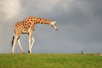 Giraffe ходьба проти темне небо, вид збоку — стокове фото
