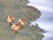 Primer plano de tres patitos nadando en el lago - foto de stock