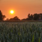 Scenic view of majestic orange sunset over crops — Stock Photo