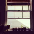 Gato en alféizar de ventana con macetas - foto de stock