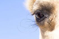 Закрытие открытого верблюжьего глаза, Австралия — стоковое фото