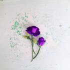 Flores de eustoma púrpura en la superficie blanca y verde malhumorado - foto de stock
