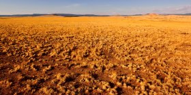 Vista panorámica de la inmensidad dorada en Springerville, Arizona, EE.UU. - foto de stock