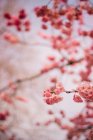 Nahaufnahme der rosa Blüte des Frühlings am Baum — Stockfoto