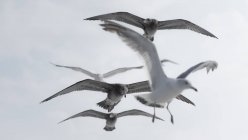 Rebanho de gaivotas voando no céu nublado — Fotografia de Stock