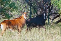 Hermoso Sable Antelopes de pie en la hierba y mirando a la cámara - foto de stock