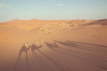 Vue panoramique sur l'ombre du train de chameaux dans le désert, Marrakech, Maroc — Photo de stock