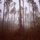 Vue panoramique sur la forêt majestueuse dans la brume — Photo de stock