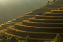 Malerischer Blick auf Reisterrassen, Vietnam — Stockfoto