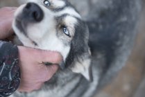 Vista de cerca de la mano humana palmaditas hermoso perro huskey - foto de stock