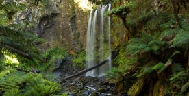 Cascada de selva tropical, lugar mágico en Beech Forest, Victoria, Australia - foto de stock