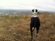 Visão traseira do cão em pé no campo, EUA, Califórnia, San francisco — Fotografia de Stock