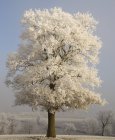 Мальовничий вид на засніжене дерево в полі — стокове фото