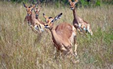 Hermosos Impalas rojos corriendo en prado herboso - foto de stock