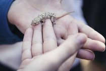 Close-up view of Gecko baby sitting on child hands, Spain, Malaga — Stock Photo