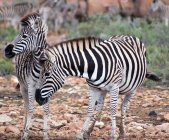 Rebanho de belas zebras em pastagens, Cabo Oriental, África do Sul — Fotografia de Stock