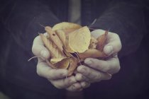 Primo piano di mani maschili che tengono una manciata di foglie — Foto stock
