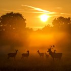 Vue panoramique du troupeau de cerfs au coucher du soleil — Photo de stock