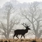 Живописный вид на величественный одинокий олень-силуэт в лесу — стоковое фото