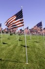 American raised flags on green grass at sunny day, USA — Stock Photo