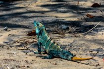 Iguana levant les yeux sur la plage, Playa Hermosa, Costa Rica — Photo de stock