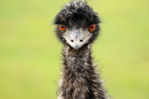 Emu Blick auf Kamera auf gelbem Hintergrund — Stockfoto