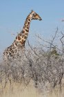 Hermosa jirafa salvaje de pie en arbustos contra el cielo azul en Namibia - foto de stock